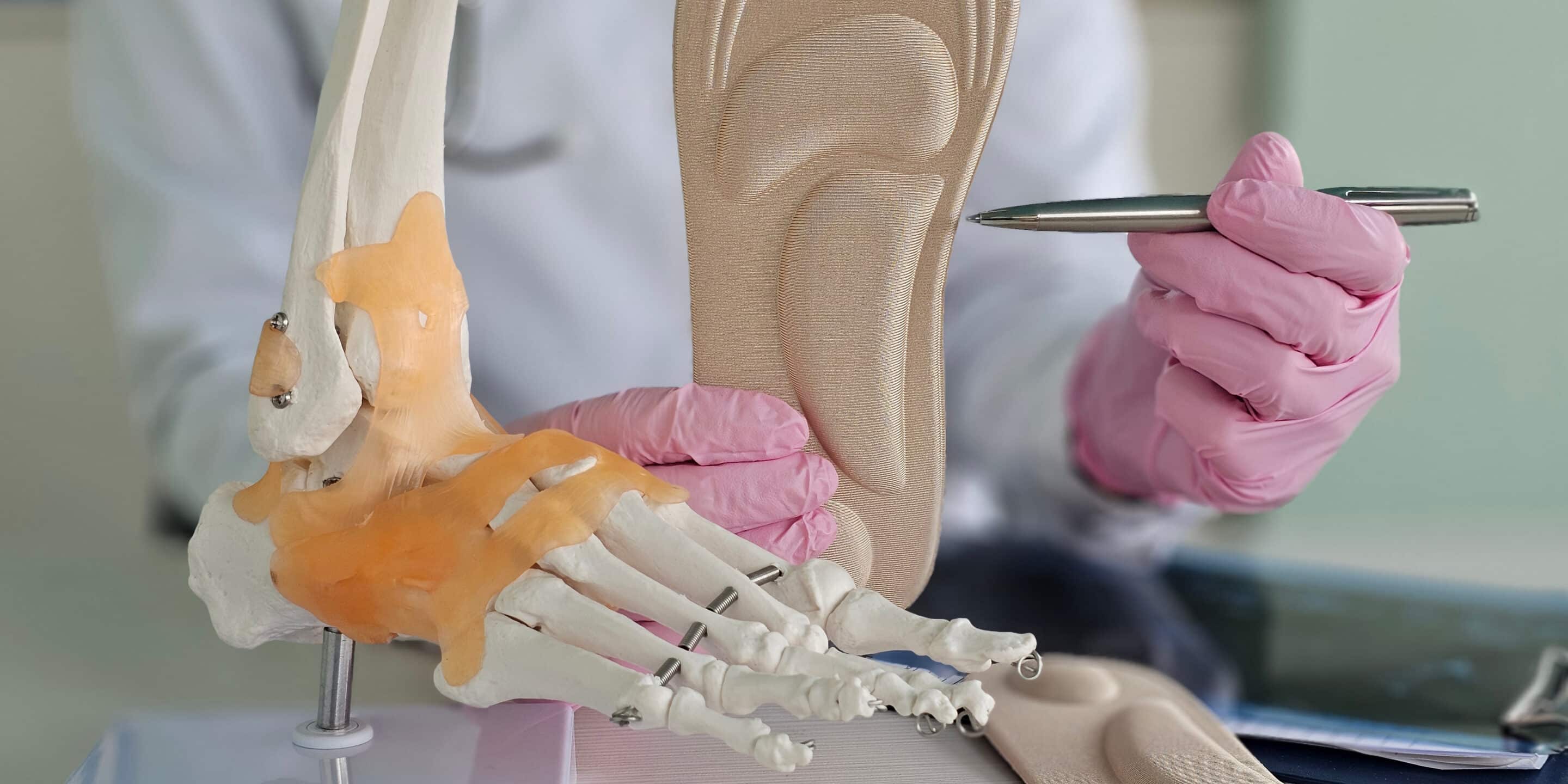 Understanding foot anatomy through models and practical demonstrations